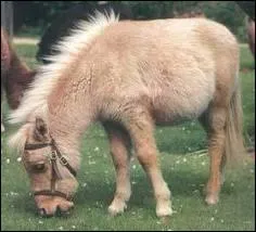 Quelle est sa race ?