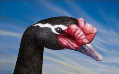 Elle peut �tre callipyge !