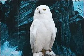 Quel animal choisit Harry, (Harry  l'cole des sorciers).