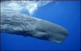 Ce ctac vous inspire forcment un roman,  qui l'associez-vous ?