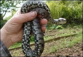 Cette image symbolise parfaitement le titre d'un ouvrage, qui l'a crit ?