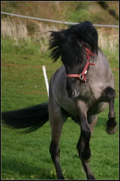 Comment se nomme cette robe ? Avec ses poils et ses crins gris cendr, sa peau et ses extrmits noires, cette robe fait pourtant partie de la famille du 'bai' :