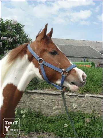 Comme se nomme cette robe pie ? Elle est compose de poils blancs et marron trs distincts.