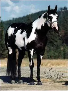 Et celle-ci ? Elle est compose de poils blancs et noirs :