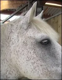 Cette robe a des poils et des crins blancs agrments de petites taches fonces. La peau est noire. C'est la robe :