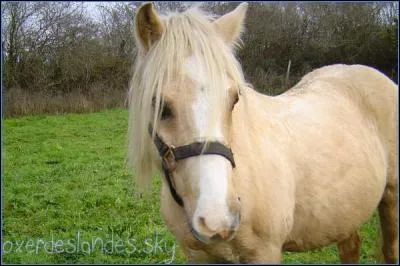 Cette robe a les poils et crins caf-au-lait et la peau claire, c'est la robe :