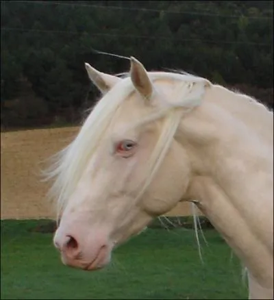 Et enfin, cette magnifique robe  la peau rose. C'est la robe :
