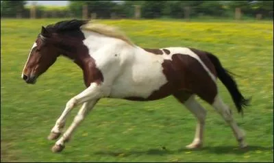 Comment s'appelle cette robe-ci ? Elle a des poils blancs et des poils fauves trs distincts ainsi que les extrmits noires. C'est la robe :