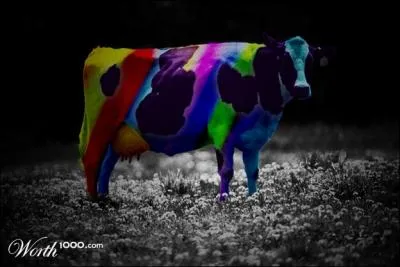 Une partie du corps de cette vache multicolore rappelle le nom de cet oiseau jacassant !