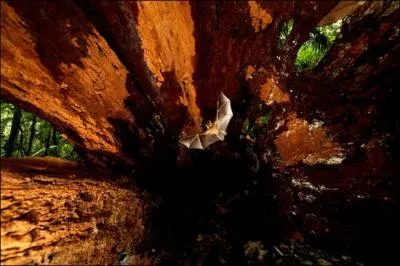 L'animal en question est dvor par l'animal de la photo, et on ne lui en voudrait pas s' il en mangeait le triple !