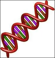 Comment fait-on augmenter le potentiel gntique d'un poulain ?