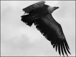 Qui a chant 'Quand soudain, semblant crever le ciel, et venant de nulle part, surgit un aigle noir' ?