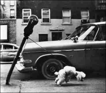 Un caniche peut tordre le poteau d'un parcmtre !