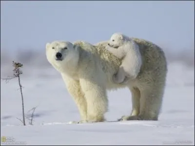 Cette ville d'Alaska est mondialement connue pour ses rassemblements d'ours polaires !