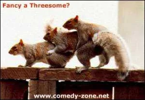 L'homosexualit n'existe pas chez les animaux !