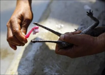 Sa taille peut tre impressionnante, mais il prfre le poisson  l'homme !