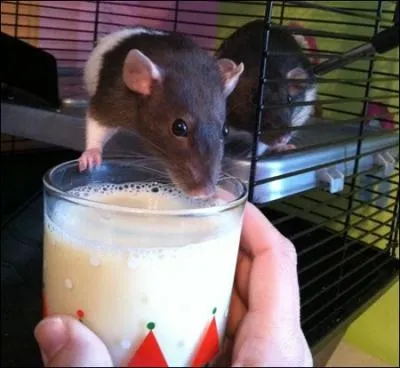 Lorsqu'une rate ingurgite un poison, mais a le temps d'accoucher ...