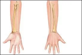 Le radius et l'ulna (= cubitus) sont directement articuls avec le carpe,