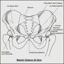 Le bassin et ses annexes forment la ceinture ...