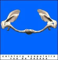Comment s'appelle la ceinture que forment les paules et ses annexes ?