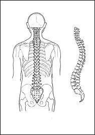 Compltez correctement : 'Notre colonne vertbrale se compose, entre autres, de ... vertbres ... '