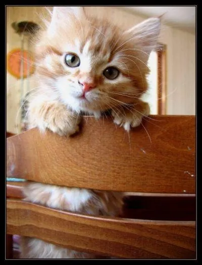 Quel animal appelle-t-on un 'tuit-tuit' sur l'le de La Runion ?