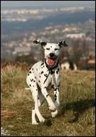 Son nom a donn naissance  une race de chien.