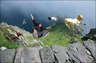 Combien comptez-vous d'animaux ?