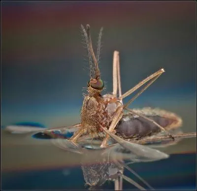 Wanted, recherch pour plus de deux millions de morts par an !