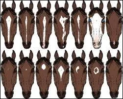 Comment s'appelle la trace blanche sur la tte du cheval ?