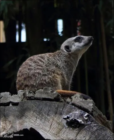 C'est un petit animal, qui vit dans les plaines africaines !