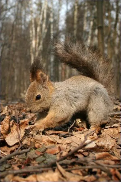 On dit qu'il mange des noisettes !