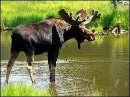 Ce gros animal a dcid de descendre vers le Sud !