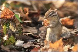 Il vient de Sibrie et envahit nos forts !