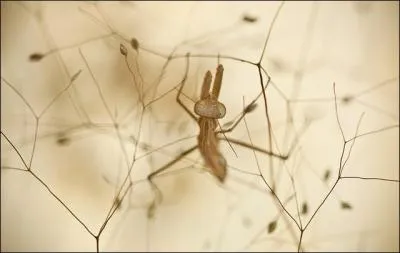 Une fourmi peut capturer des ttards !
