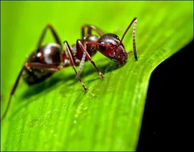 Une fourmi est capable de projeter de l'acide !