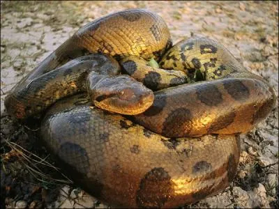 Une femelle anaconda a adopt un bb tapir !
