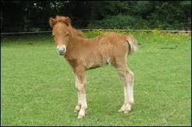 Quel est cet animal ?