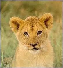 Quel est cet animal ?