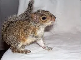 Quel est cet animal ?