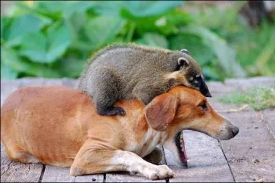 Il vit dans un continent travers par un fleuve au plus grand dbit du monde !