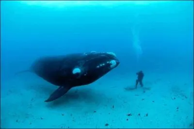 Ce mot est vital pour la baleine !