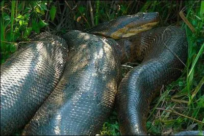 Un autour de vous, vous ne pouvez presque plus bouger, le deuxime est le plus souvent fatal !