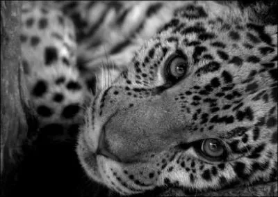 Ca le met hors d'atteinte, le lopard !