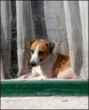 Qui chantait en 1953 , ' Combien pour ce chien dans la vitrine ... . ' ?
