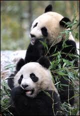 Comment se nomme le couple de pandas prt par la Chine au parc zoologique de Beauval dans le Loir-et-Cher ?