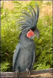 Qu'elle est la parade amoureuse tonnante du mle microglosse , espce rare de perroquet ?