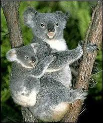 Parmis ces 3 affirmations sur le koala , laquelle est errone ?