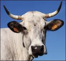 De quelle race bovine est ' valentine '; la vache mascotte du Salon de l'Agriculture 2012 ?