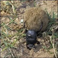 L'homme aurait invent la roue ! Mais n'aurait-il pas plutt observ cet insecte avant ? :